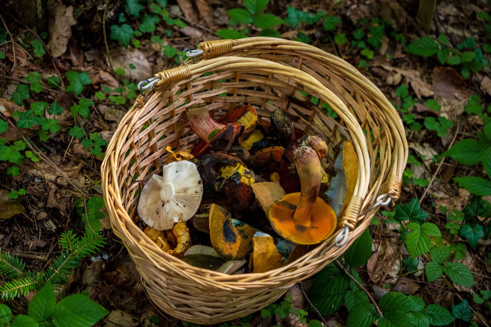 Foraging safety: the rules first