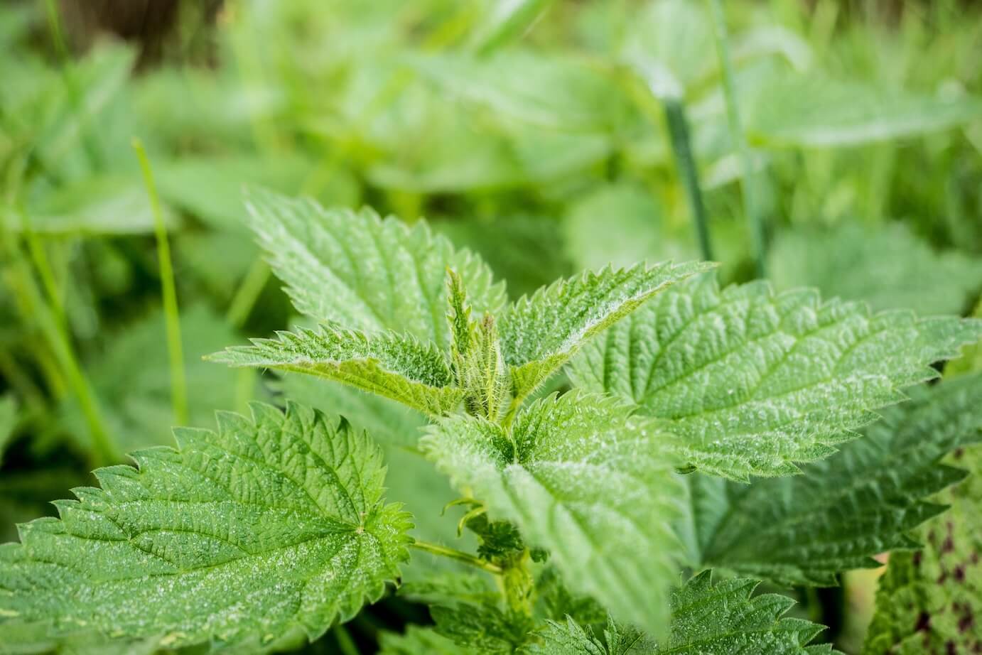 Plants that burn, sting, or blister