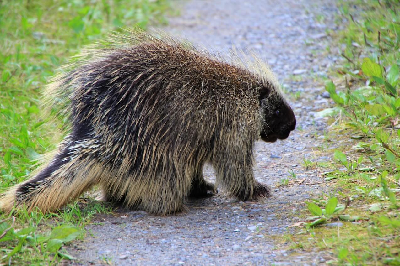 A North American porcupine crossing a gravel track side-on, its pale-tipped quills raised along its back and flank, grass on either side.
