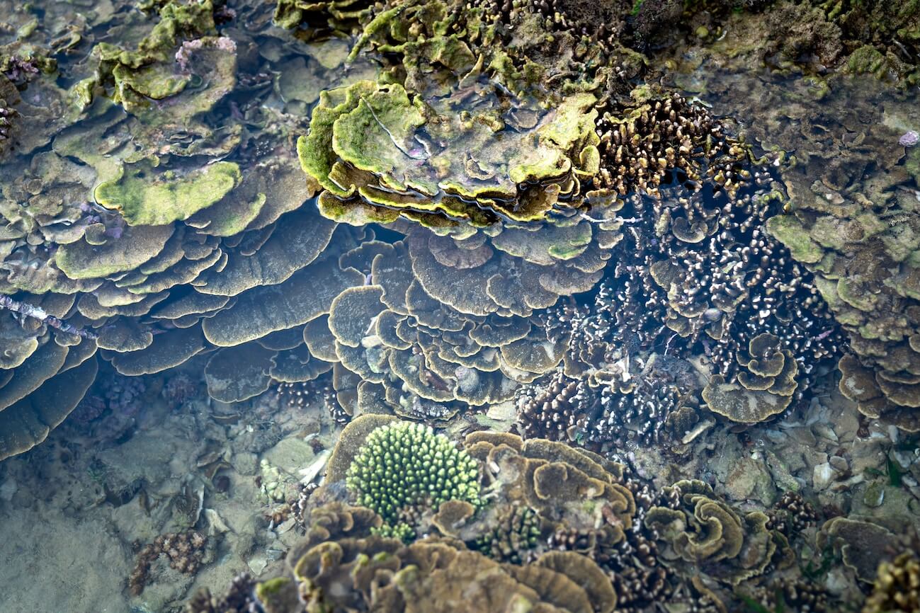 Reefs and tide pools: what not to touch