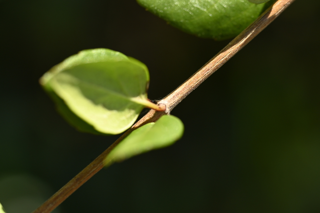 Chinese Abelia reference