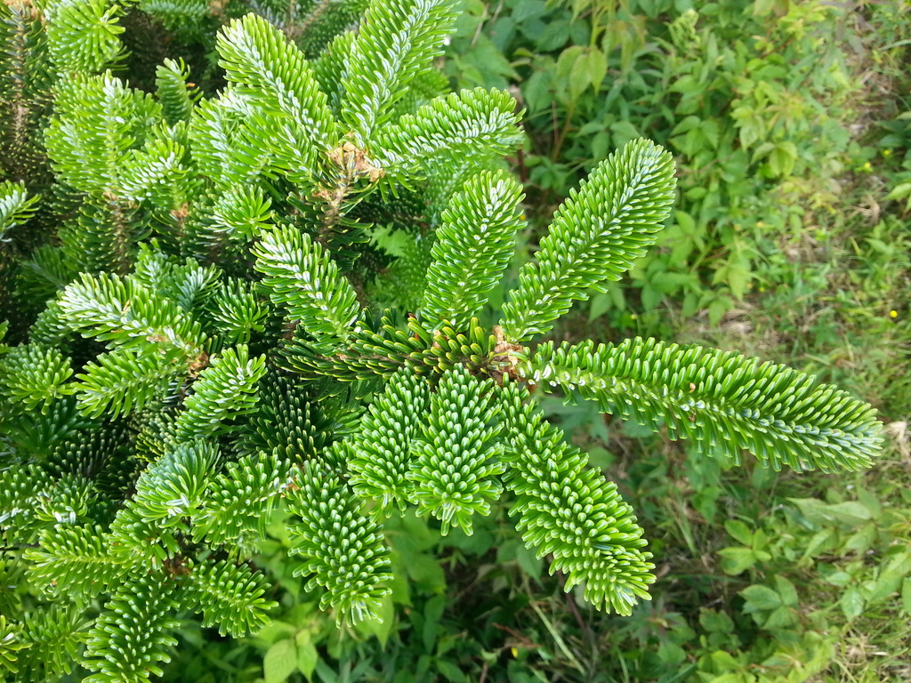 Fraser Fir reference