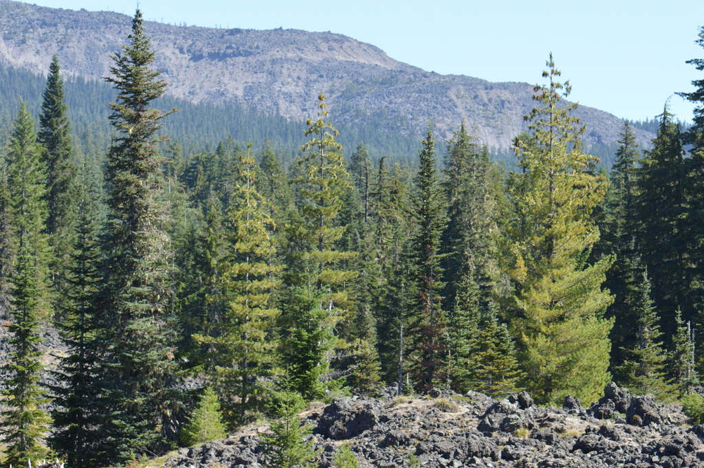 Subalpine Fir reference