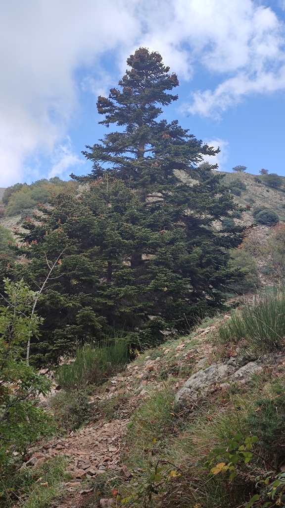 Sicilian fir reference