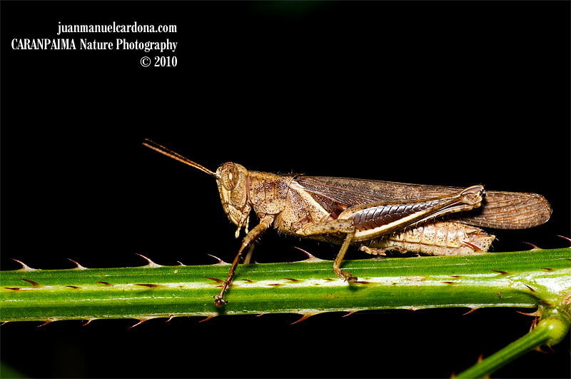 Abracris flavolineata reference