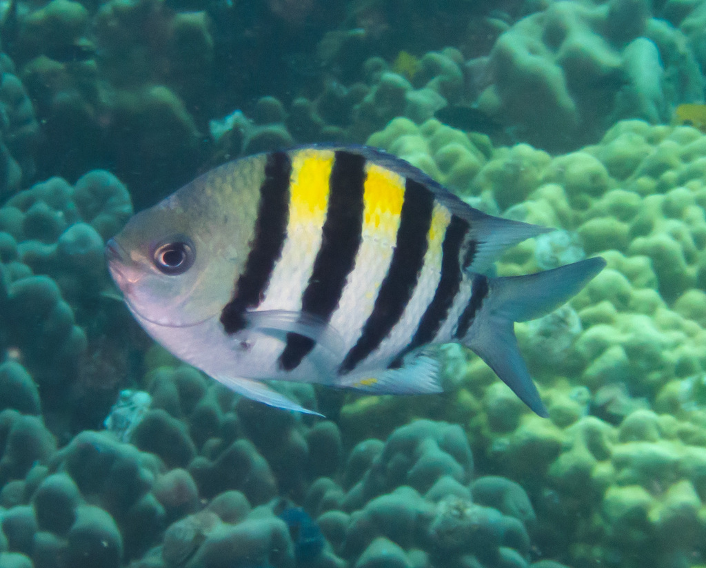 Indo-Pacific Sergeant Major reference