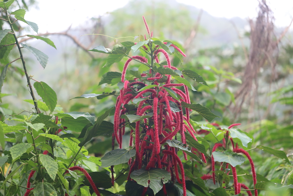 Chenille-plant reference