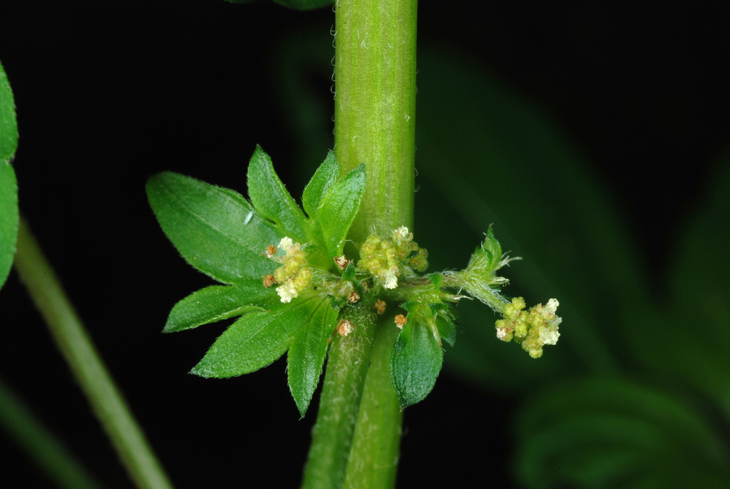 Common Three-seeded Mercury reference