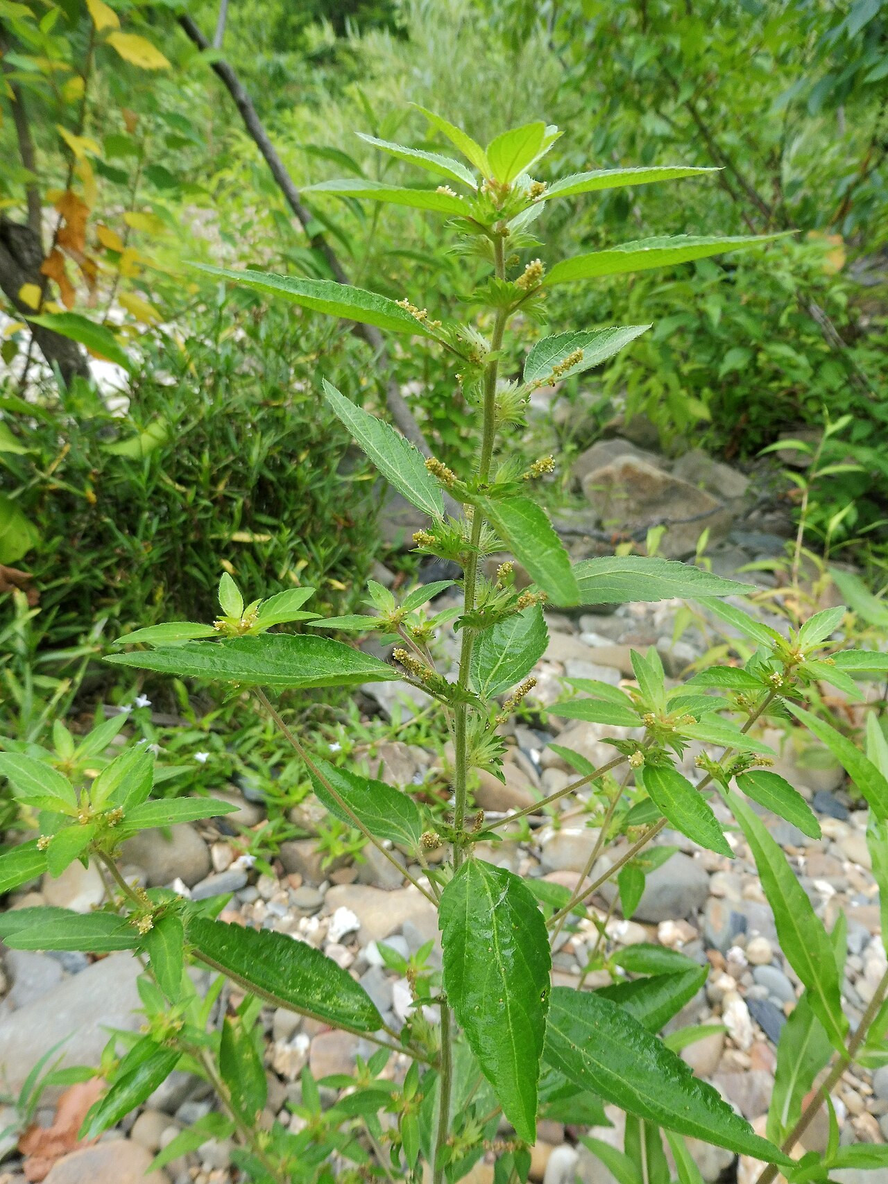 Acalypha virginica reference
