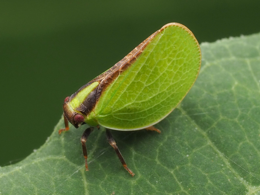 Two-striped Planthopper reference