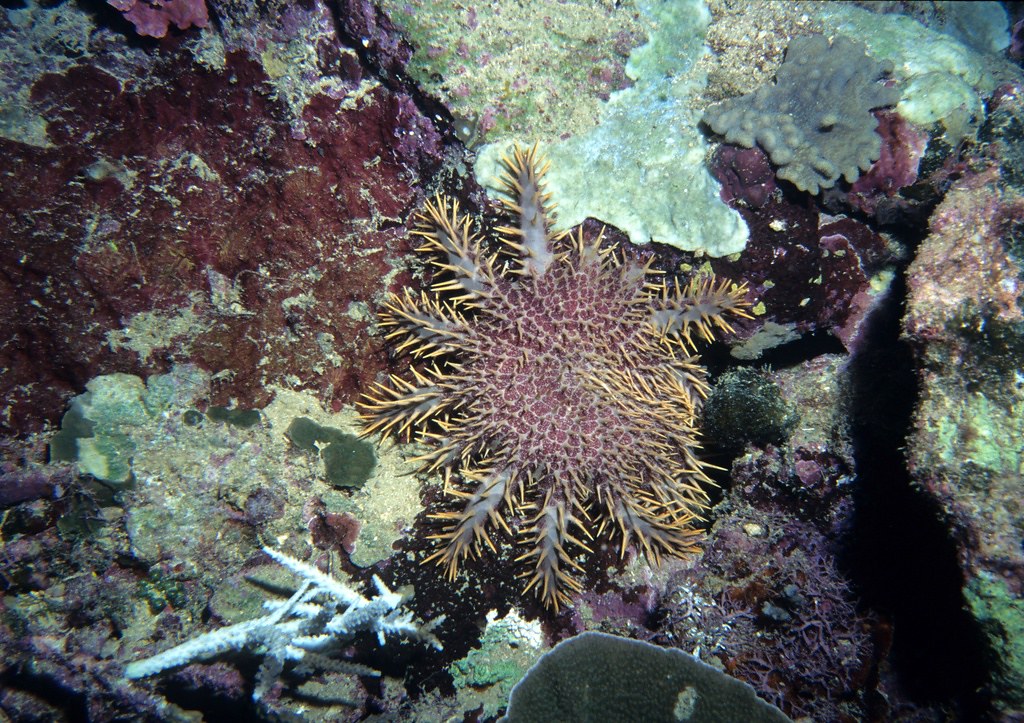 Crown-of-thorns Starfish reference
