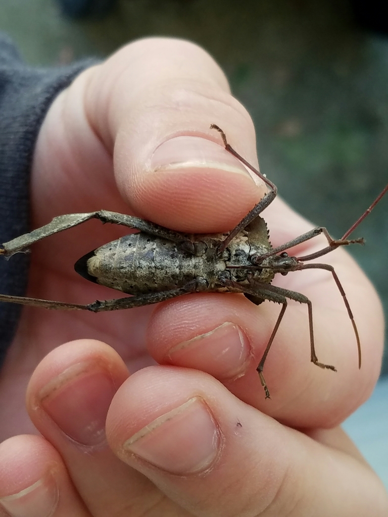 Giant leaf-footed bug reference