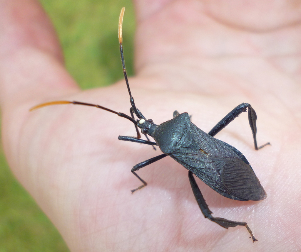 Acanthocephala terminalis reference