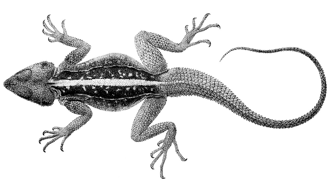 Somali Rock Agama reference