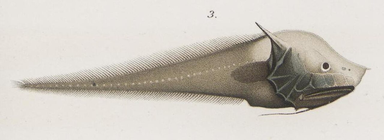 Bony-eared Assfish reference