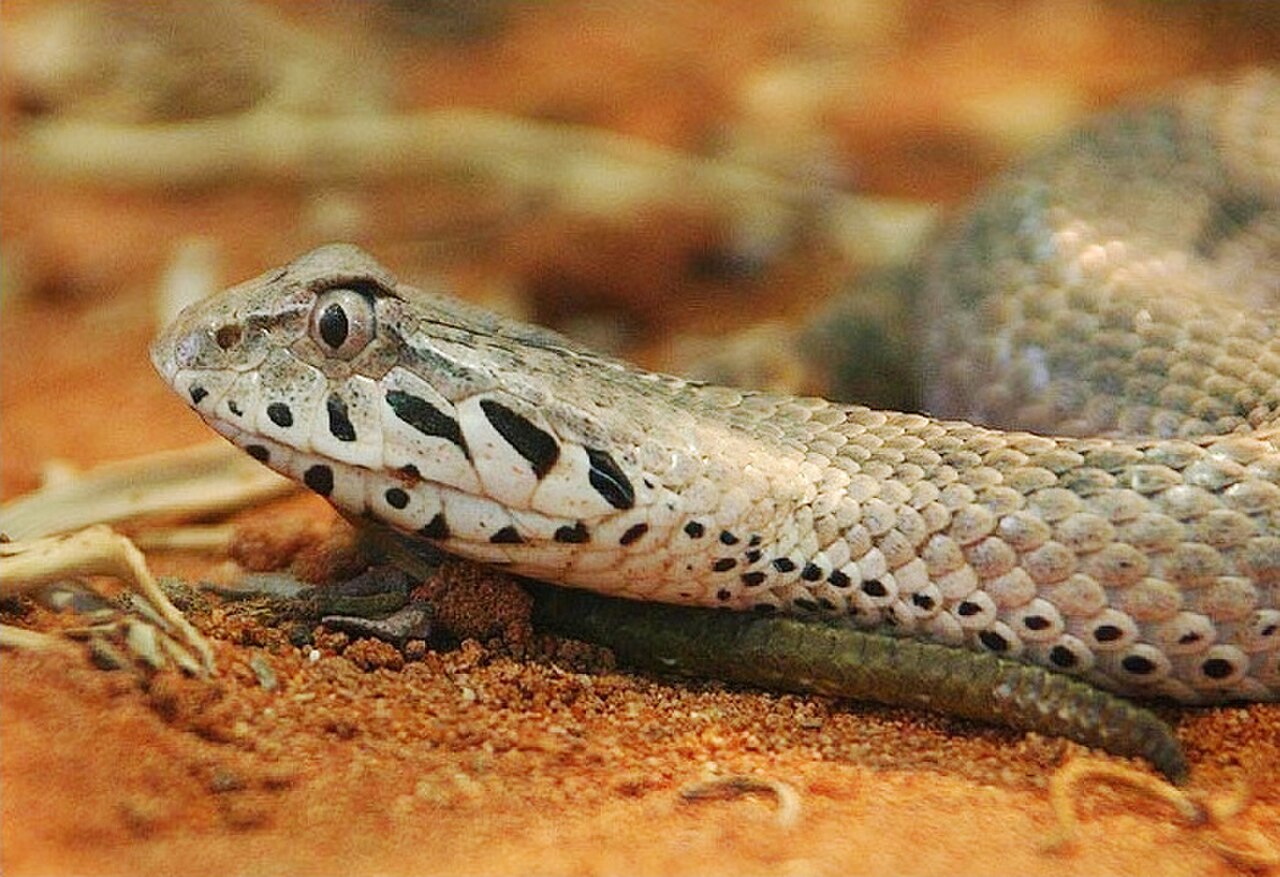 Papuan Death Adder reference