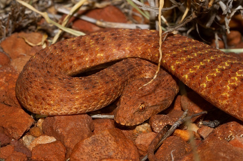 Desert Death Adder reference