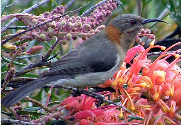Western Spinebill reference