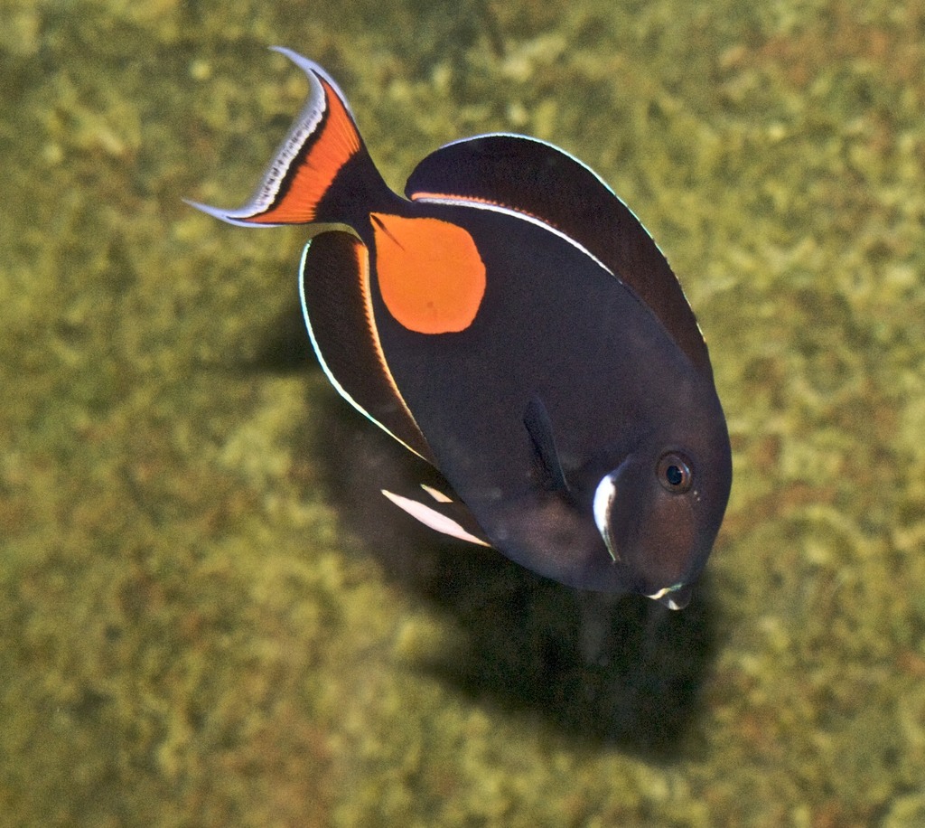 Achilles Tang