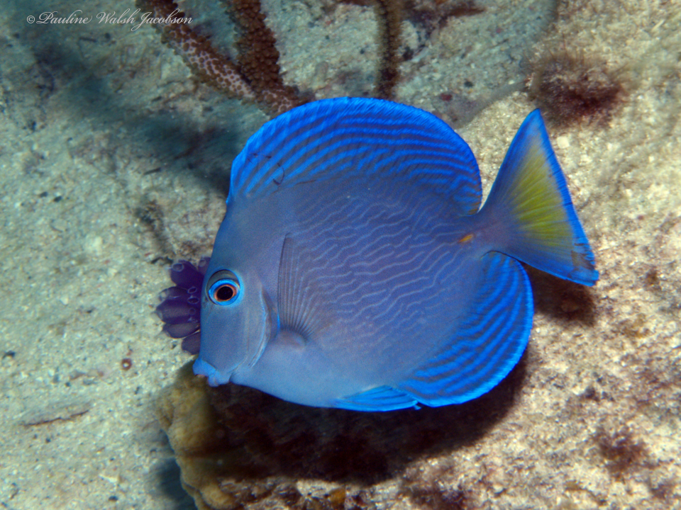 Atlantic Blue Tang reference