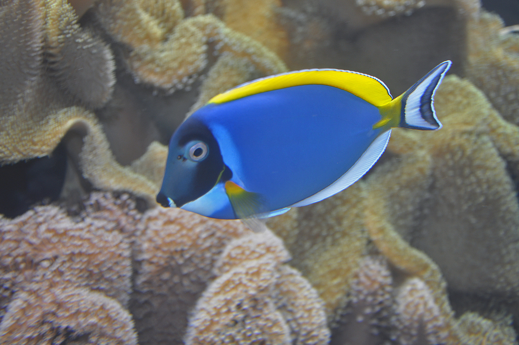 Powder Blue Tang reference