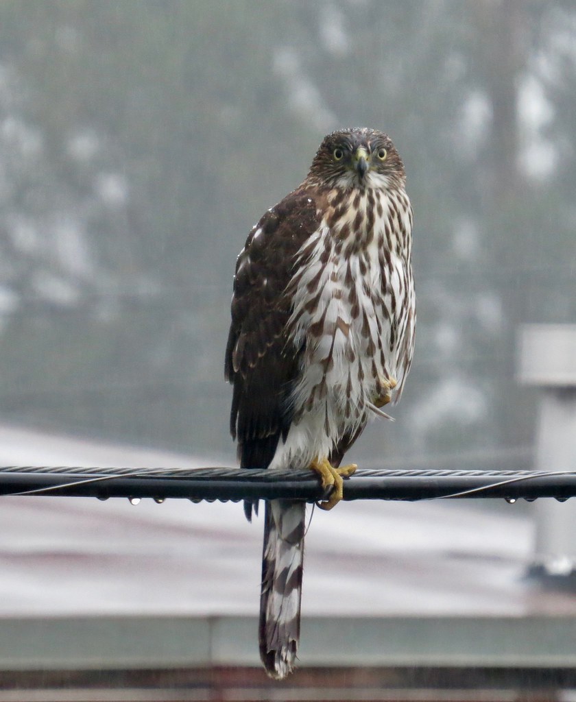 Cooper's Hawk reference