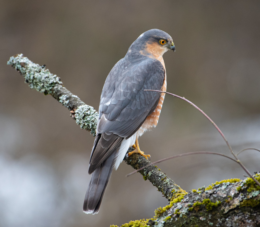 Eurasian Sparrowhawk reference