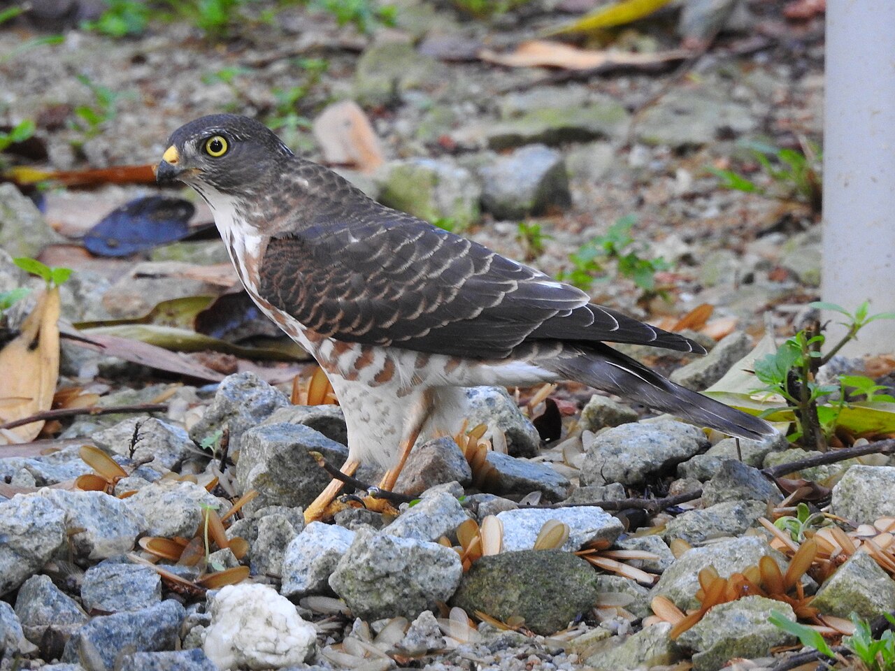 Accipiter soloensis