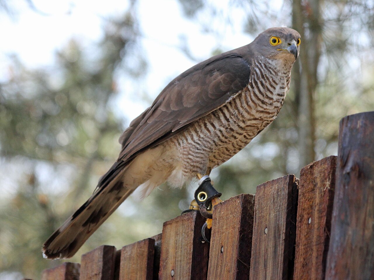 Accipiter tachiro