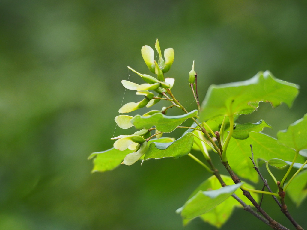 Trident maple reference