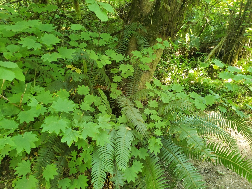 Vine Maple reference