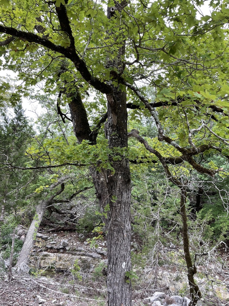 Bigtooth Maple reference
