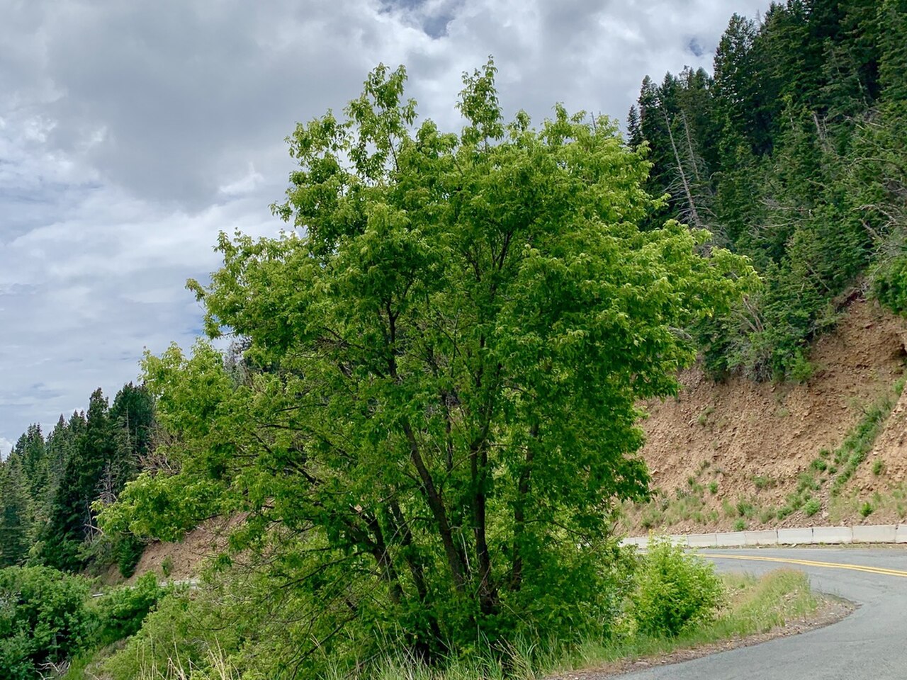 Box Elder reference