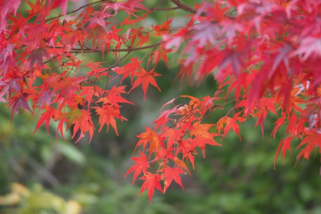 Japanese maple reference