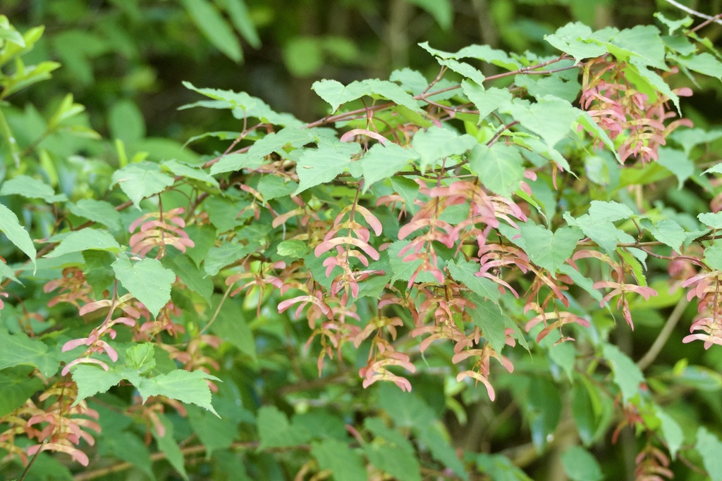 Striped Maple reference