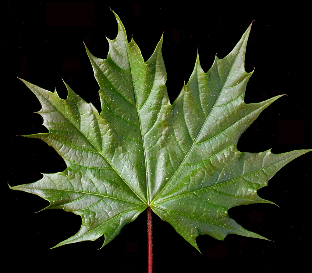 Norway Maple reference