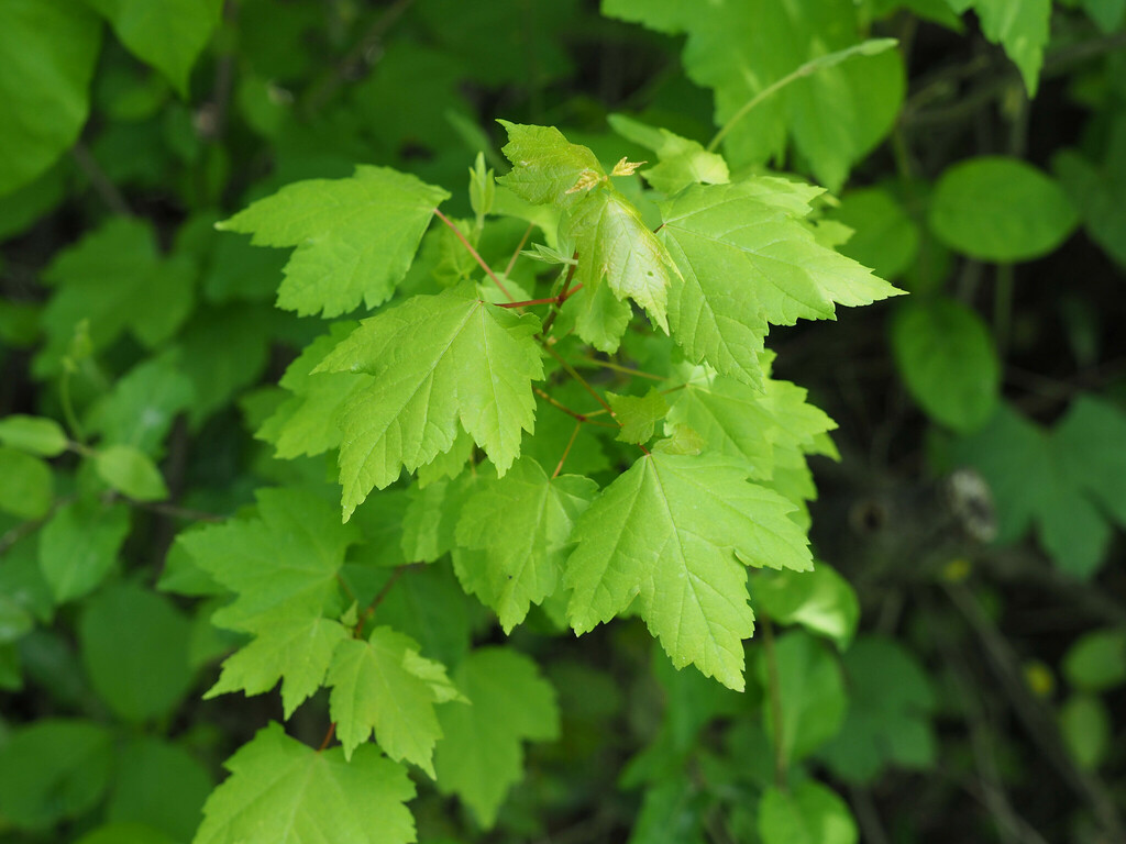Red Maple reference