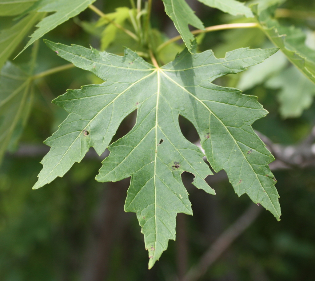 Silver Maple reference