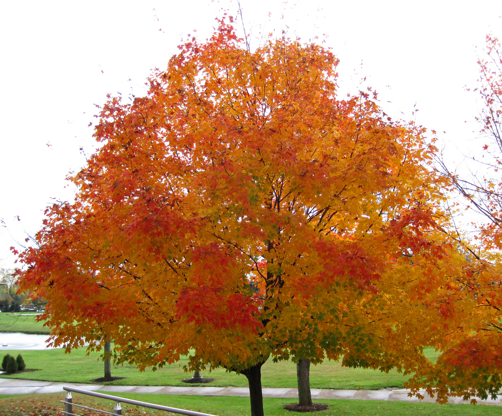 Sugar Maple reference
