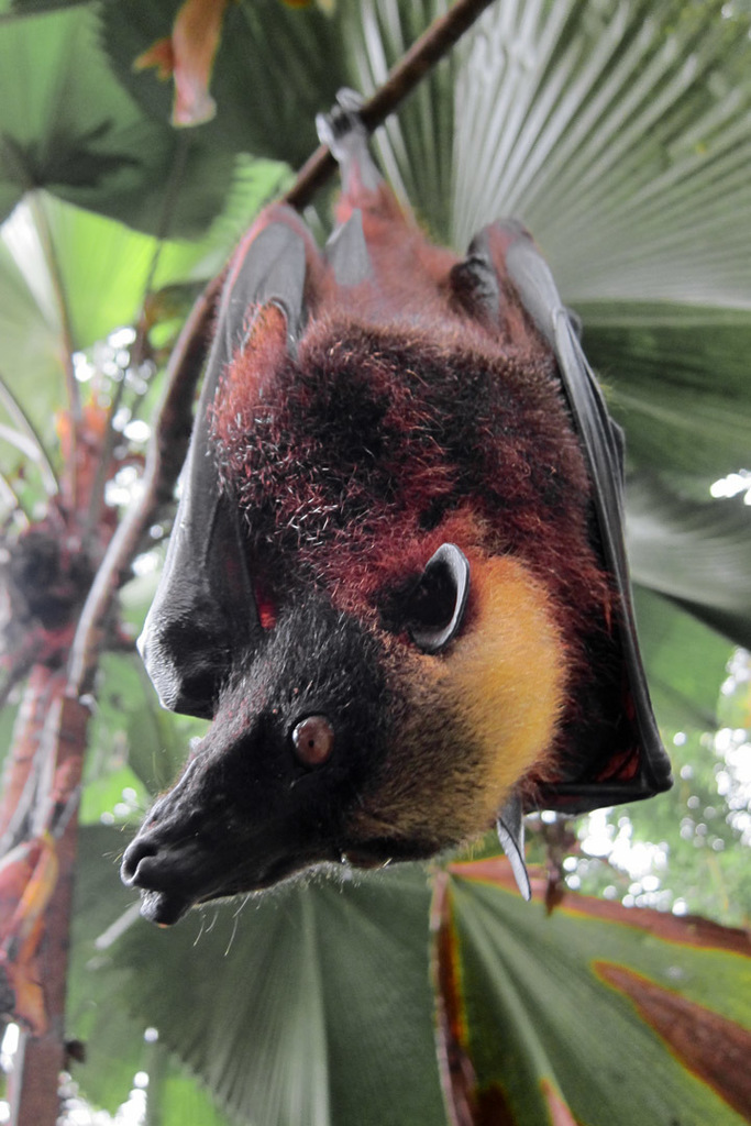 Golden-capped Fruit Bat reference