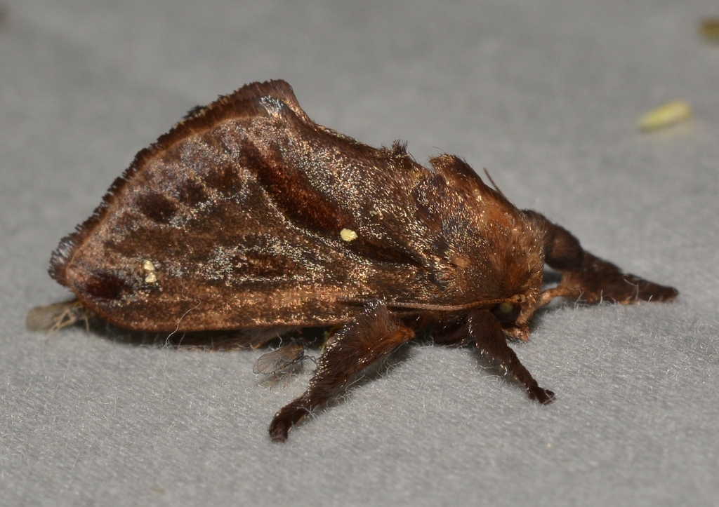 Saddleback Caterpillar Moth reference