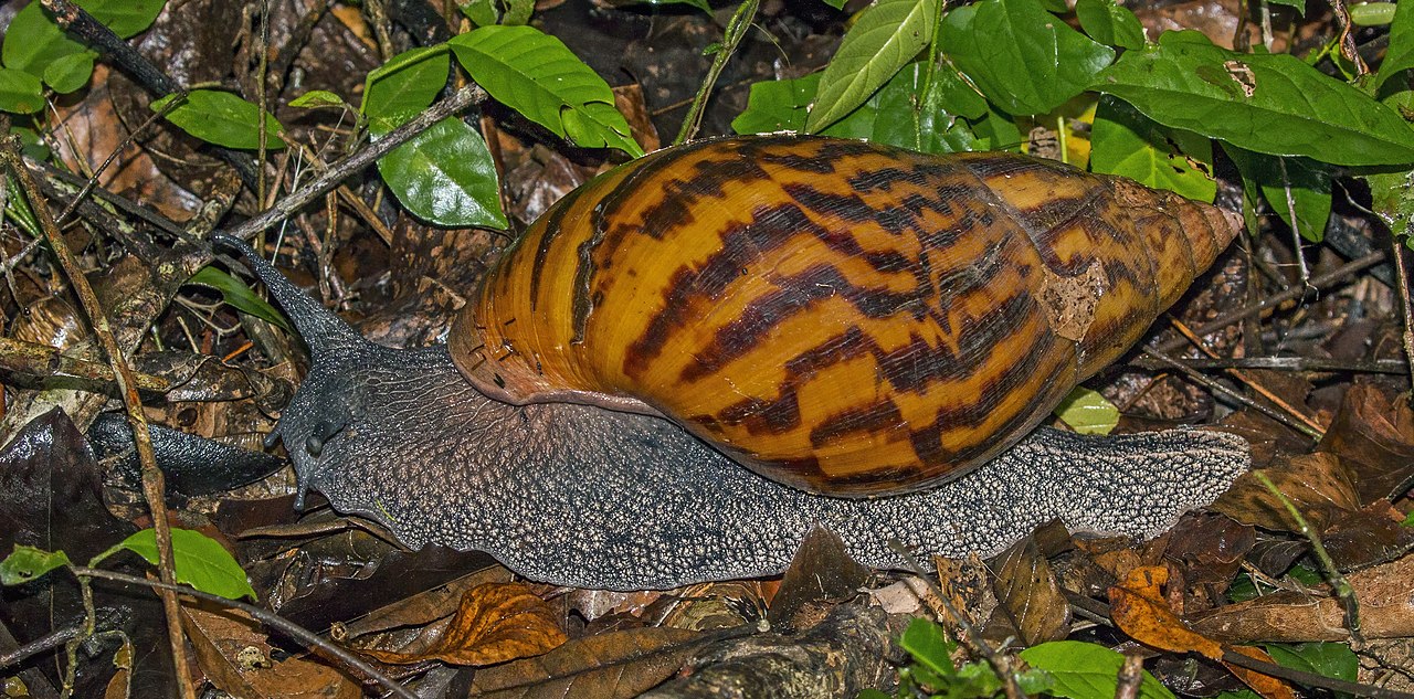 African Giant Snail reference