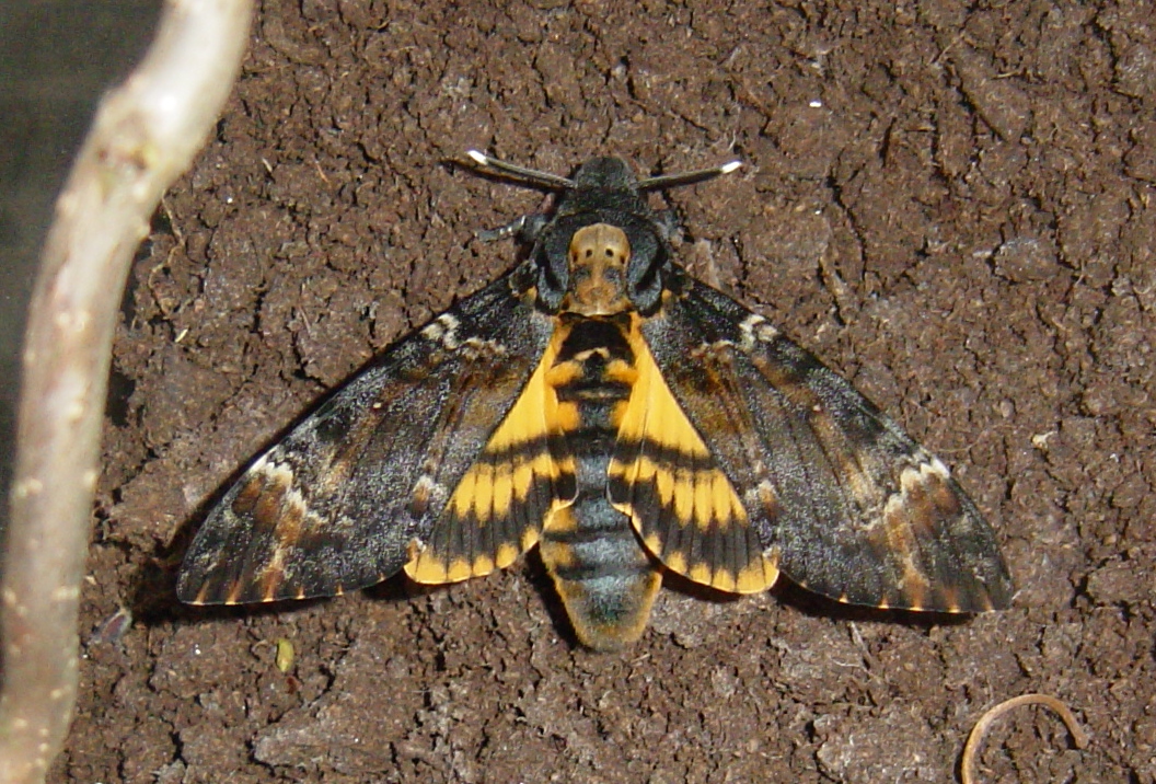 Death's Head Hawkmoth reference