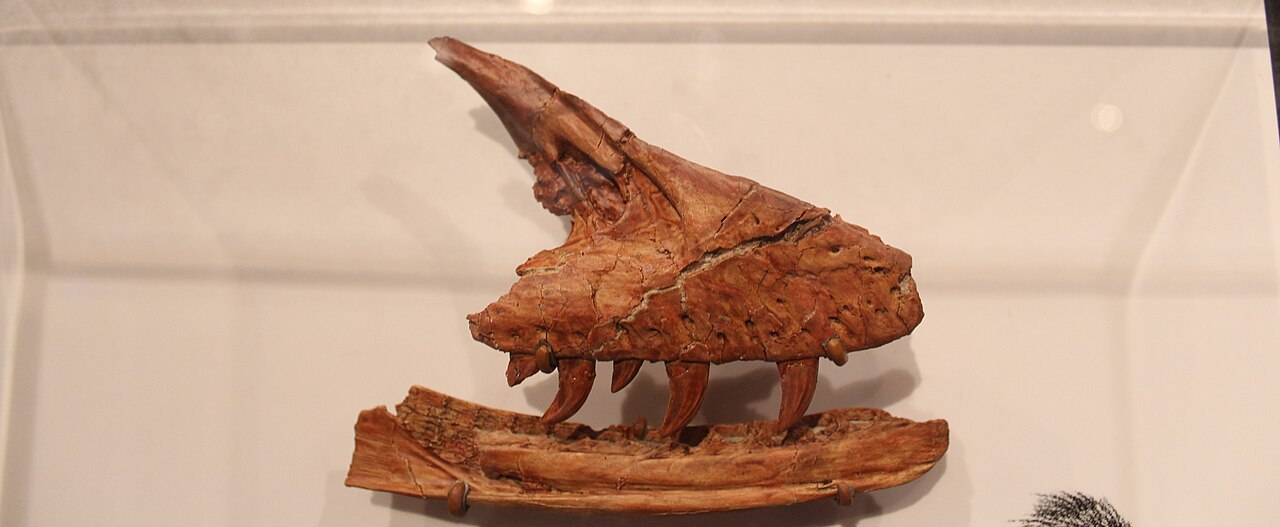 Acheroraptor temertyorum reference