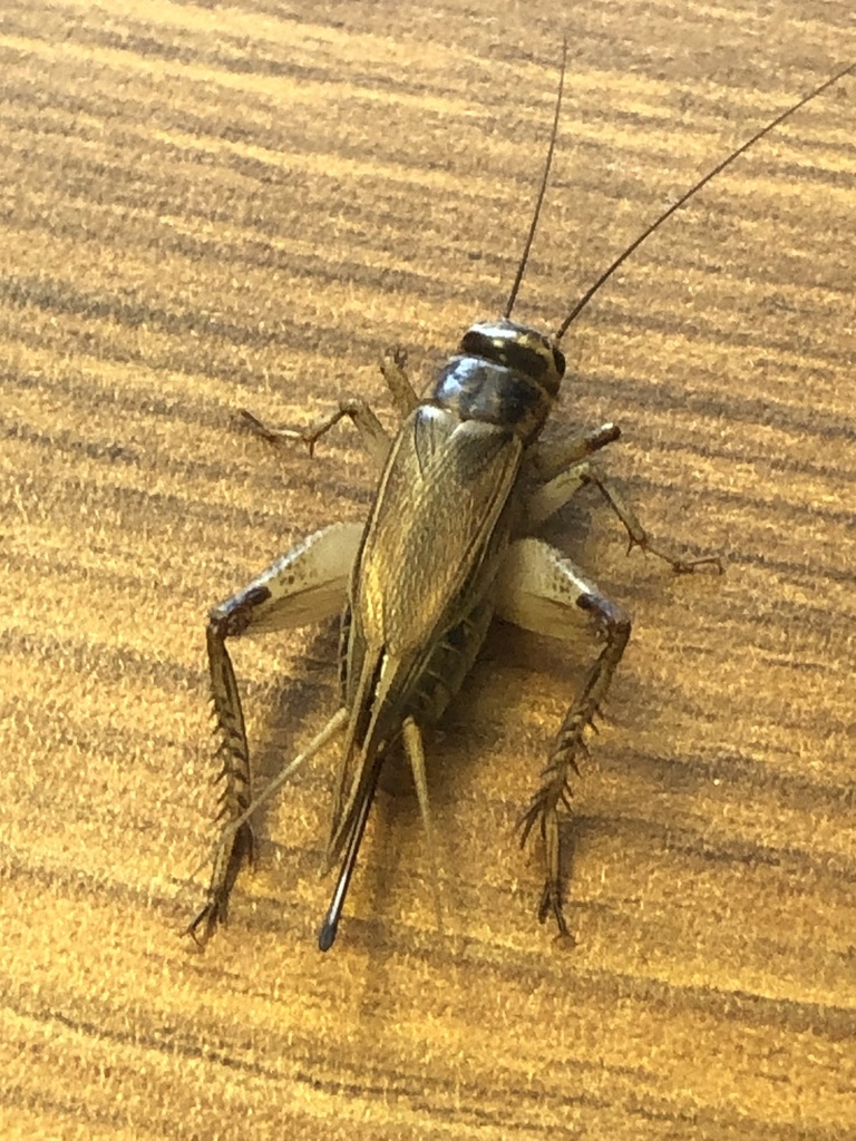 Acheta domesticus