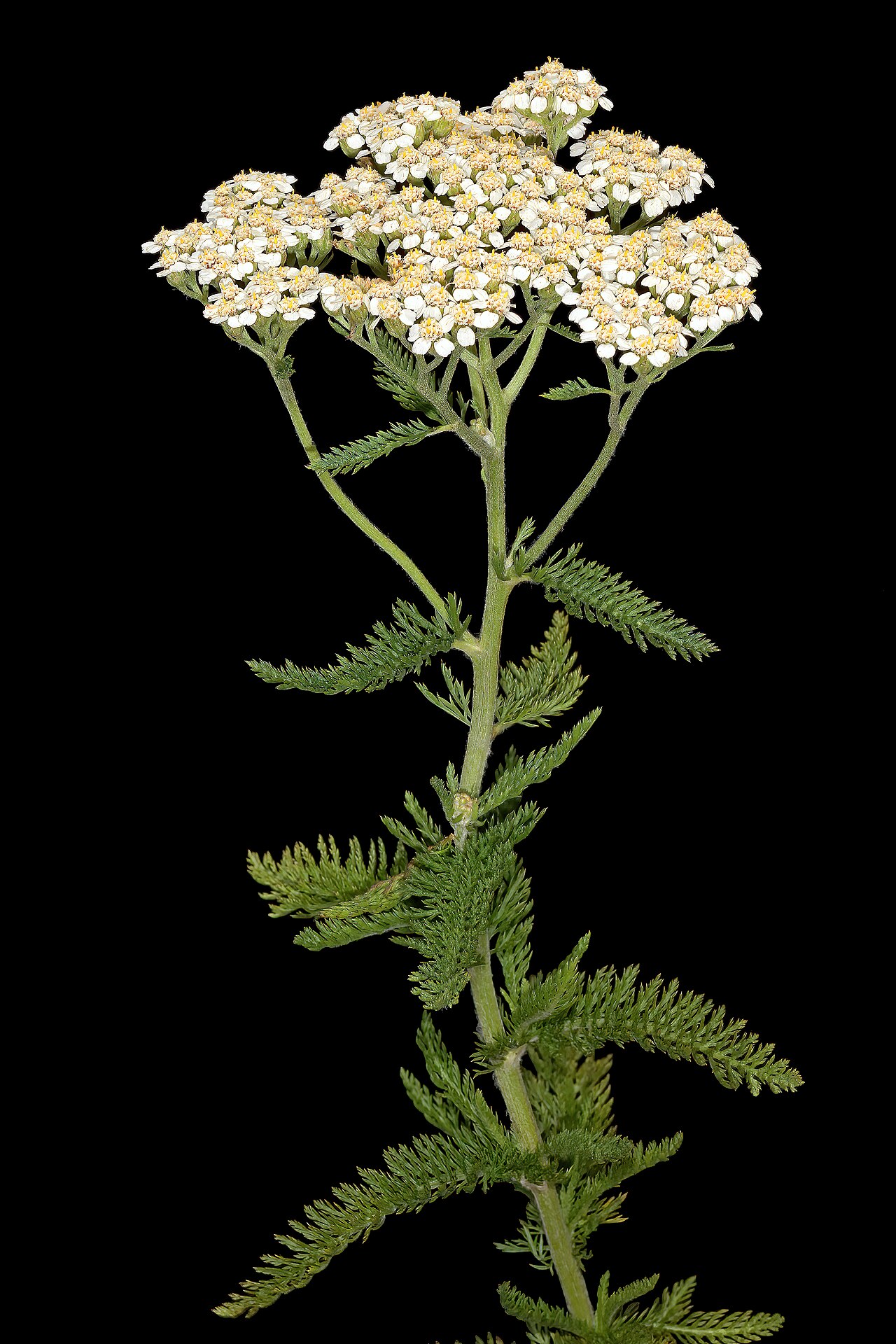 common yarrow reference