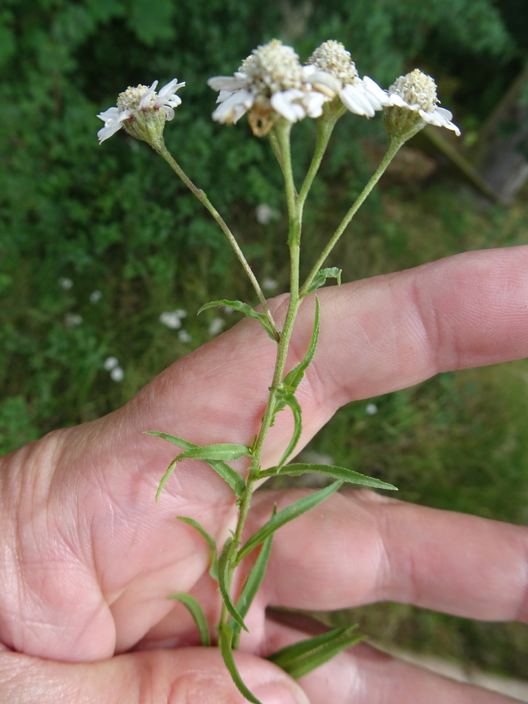 Sneezewort reference