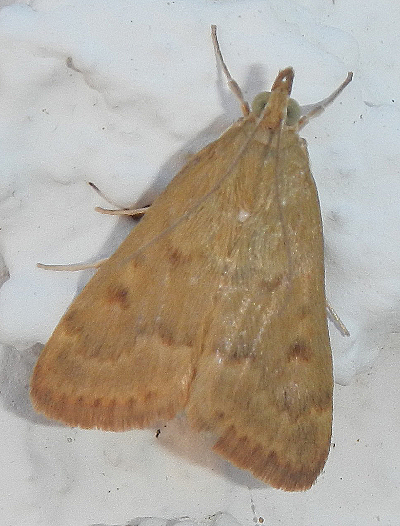 Garden Webworm Moth reference