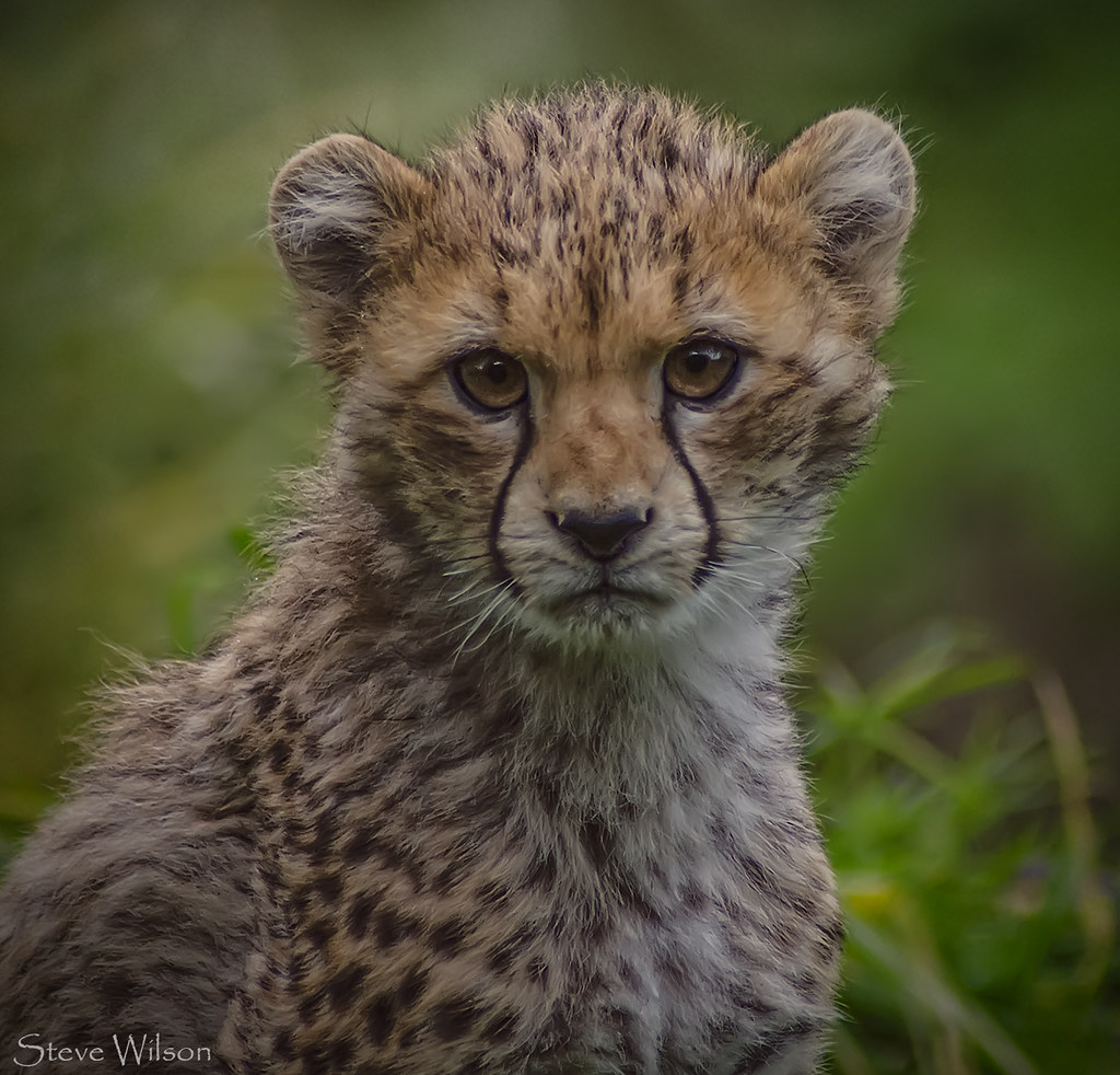 Cheetah reference