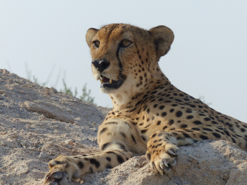 Northeast African Cheetah reference